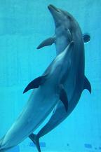 名古屋港水族館