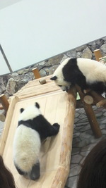 和歌山旅行6~パンダ~