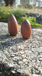 秋