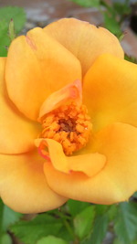 薔薇