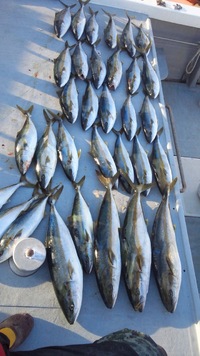 釣れてます。 2012/11/19 09:32:52