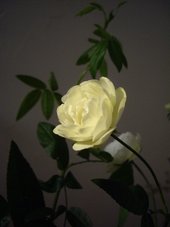 ２０１３年