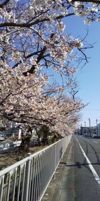 桜 2021/04/06 16:25:00
