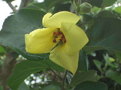 ７月の花