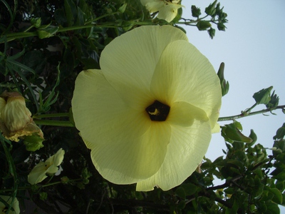 七月の花