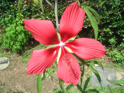 七月の花
