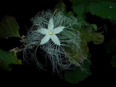 七月の花 2