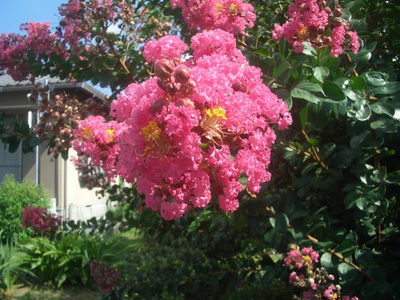 八月の花