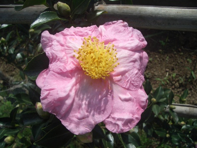 十一月の花
