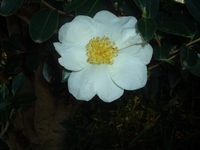 十一月の花 2016/11/27 10:53:32