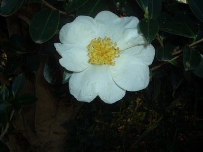 十一月の花
