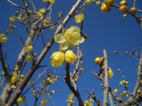 １月の花 2017/01/20 10:37:57