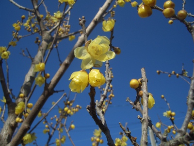 １月の花