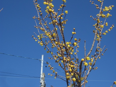 １月の花