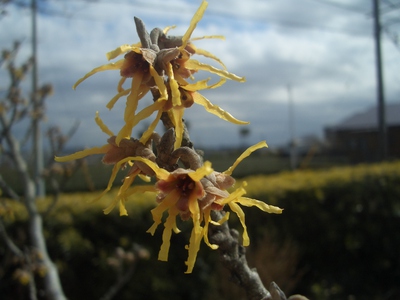 ２月の花