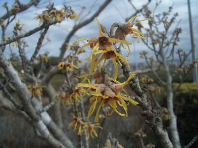 ２月の花