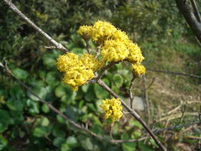 ３月の花