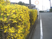４月の花 2017/04/22 09:24:20
