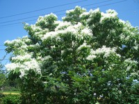 ５月の花 2017/05/18 09:38:01