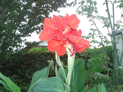 8月の花