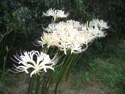 ９月の花