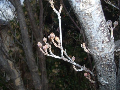 １２月の花