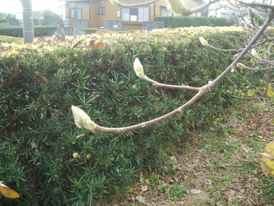 １２月の花