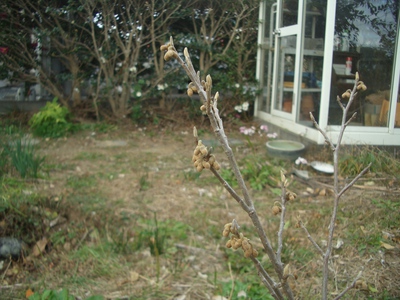 １２月の花