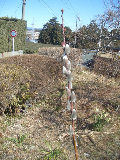 ２月の花