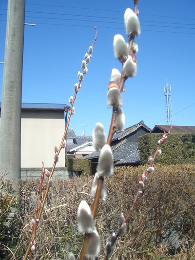 ２月の花