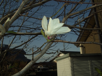 3月の花