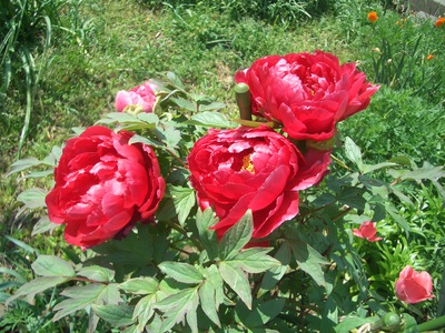 ４月の花