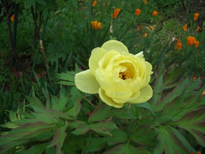 ４月の花