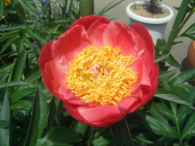 ４月の花