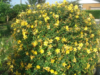 ６月の花