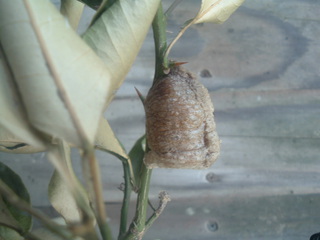 カマキリの卵