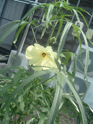 花オクラが咲いたよ