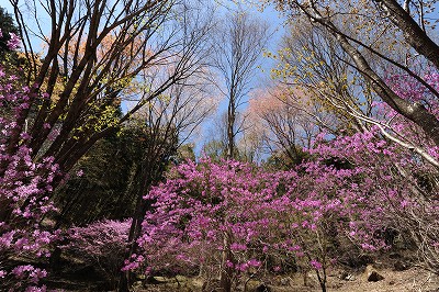 面の木のミツバツツジ