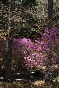 面の木のミツバツツジ