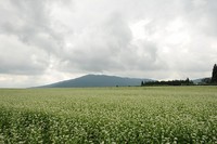 中津川の白