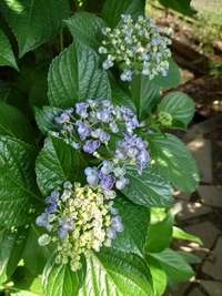 オタフクアジサイ、隅田の花火、常山アジサイ、山アジサイ、アナベル 2021/06/01 17:16:43