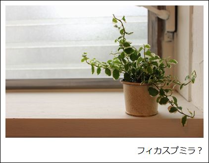 植物を買ってみた！