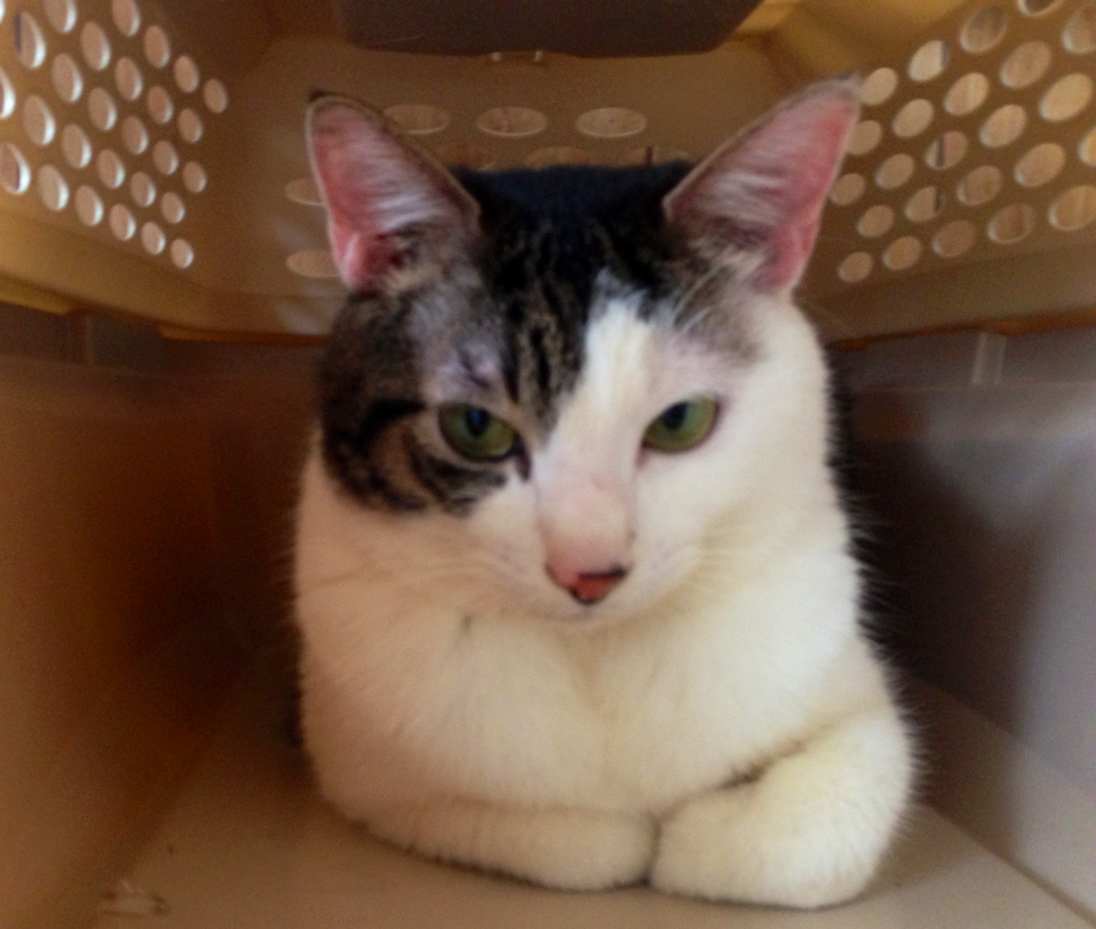 猫　里親募集
