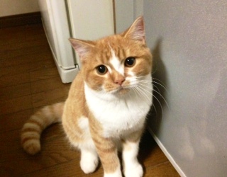 猫　里親募集