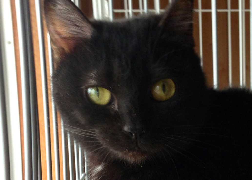 猫　里親募集