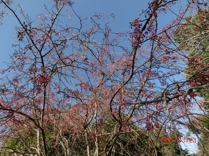 花川運動公園の桜が見ごろ