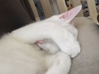 6/27 藤枝店　猫日記*・．+*☆ 2018/06/27 16:08:28