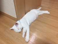 7/19　藤枝店　猫日記☆ 2018/07/19 17:34:50