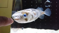 9/15　藤枝店　水族館 2017/09/15 19:24:33