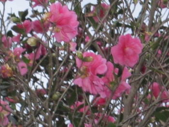 何の花かな・・・？